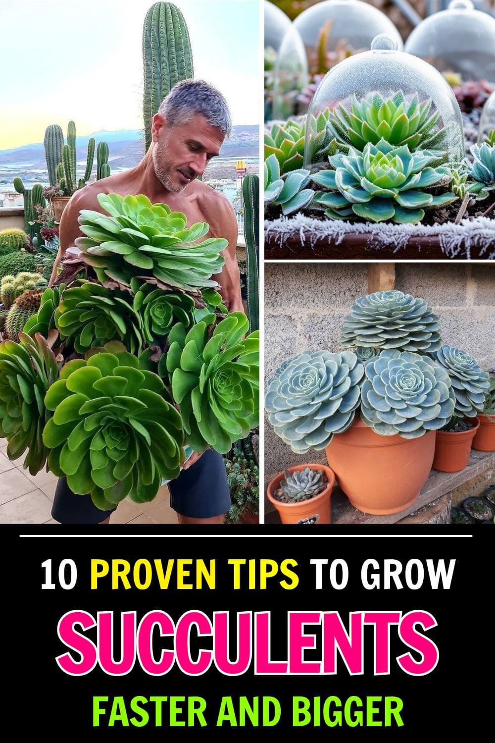 10 Proven Tips to Grow Giant Succulents Faster