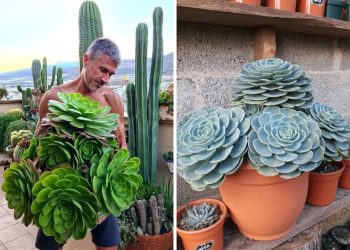 10 Proven Tips to Grow Giant Succulents Faster