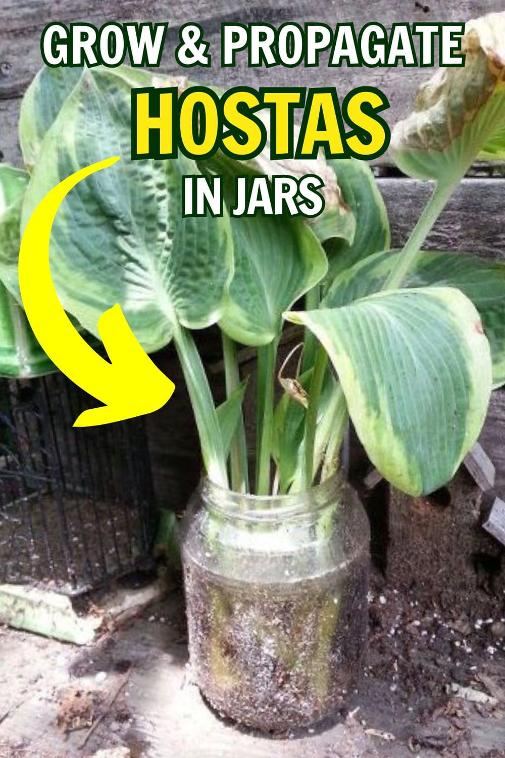 Why More And More People Grow and Propagate Hostas in Upcycled Jars