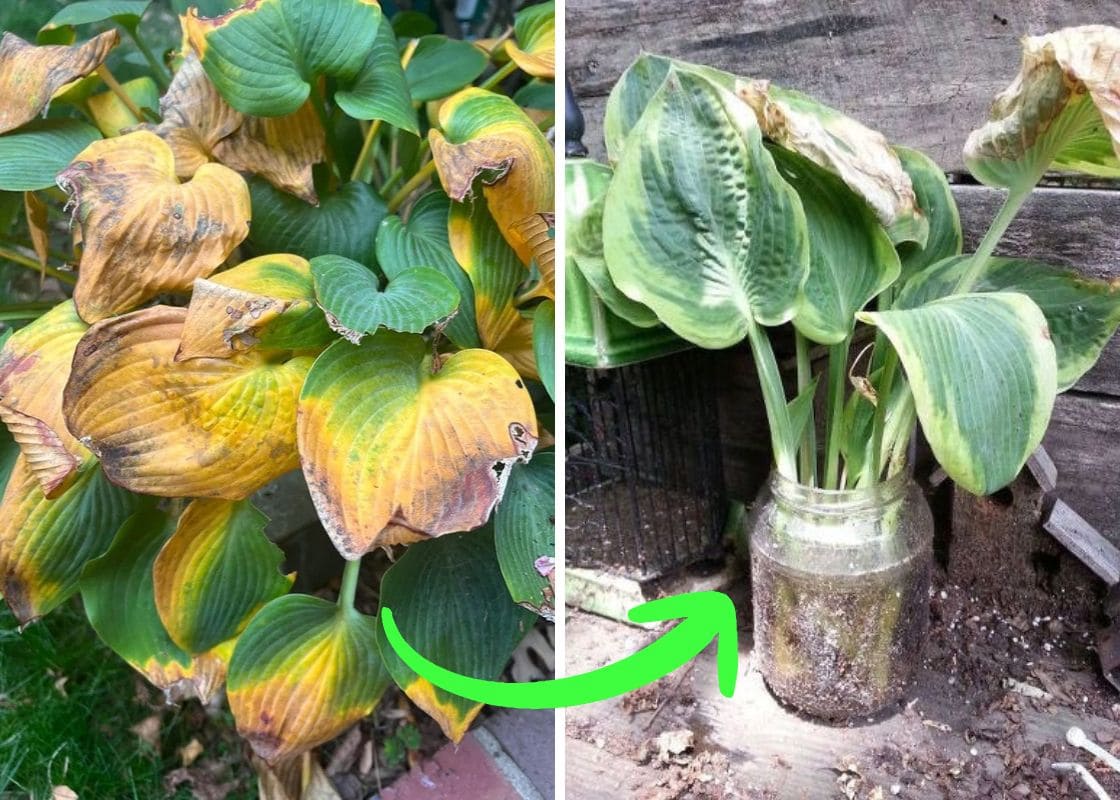 Why More And More People Grow and Propagate Hostas in Upcycled Jars