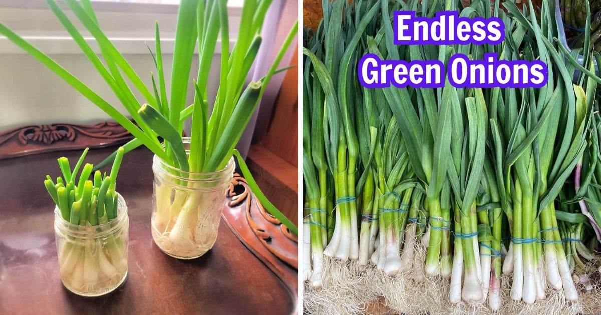 How to Grow Endless Green Onions at Home for Beginners