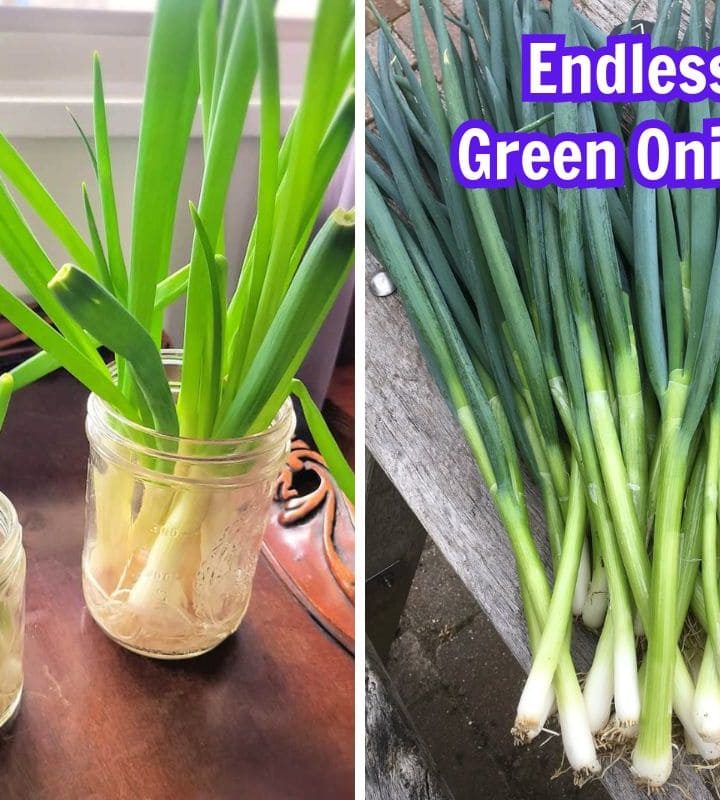 How to Grow Endless Green Onions at Home for Beginners
