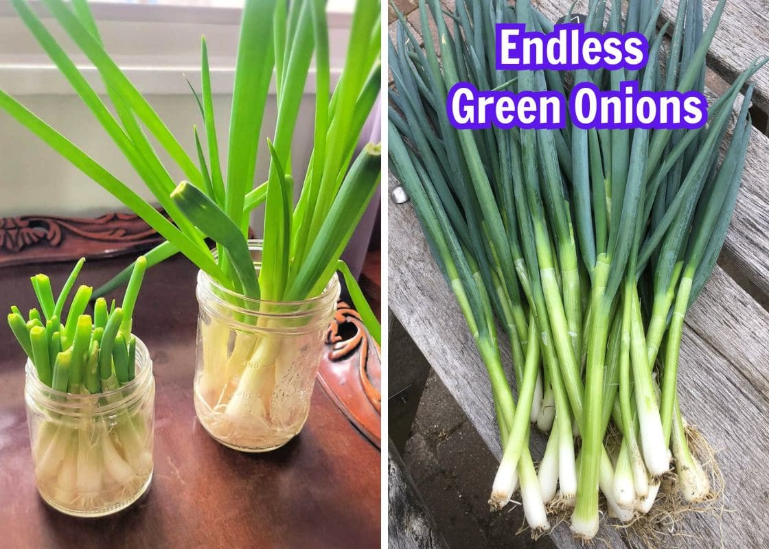 How to Grow Endless Green Onions at Home for Beginners