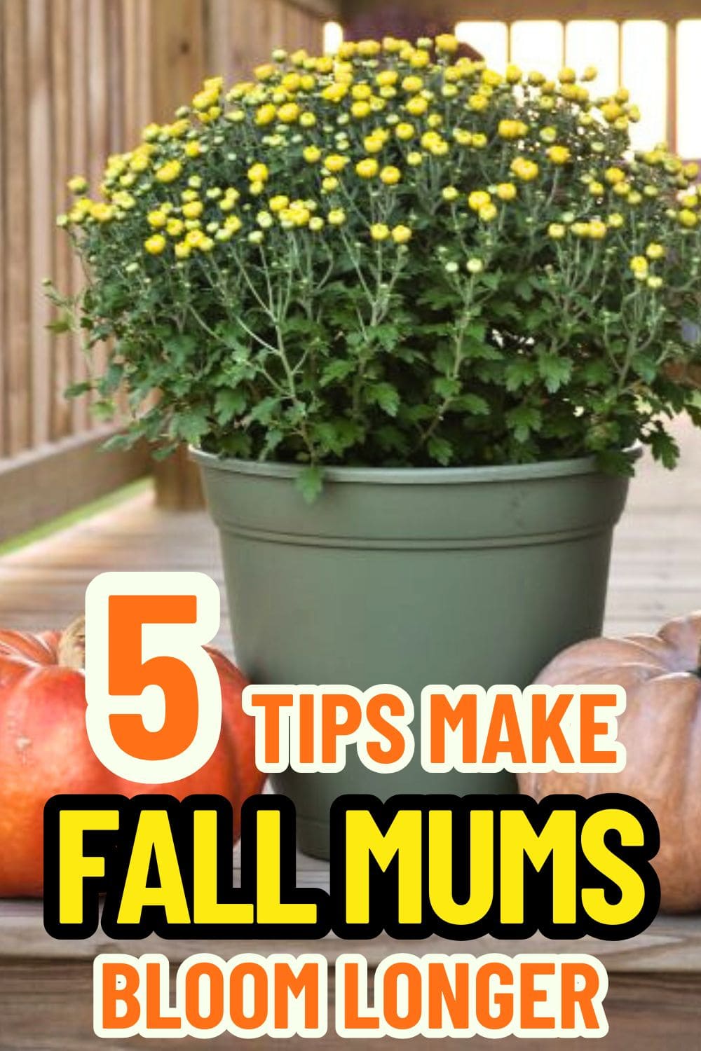 5 Essential Tips to Make Your Fall Mums Bloom Longer