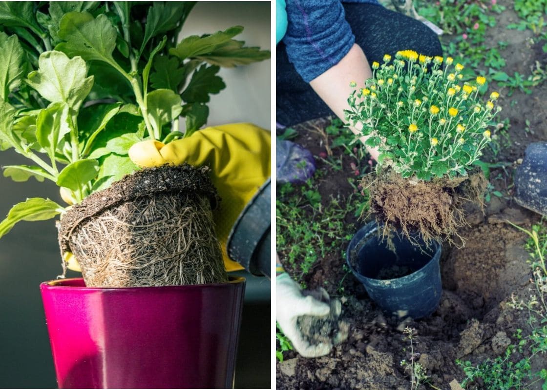 5 Essential Tips to Make Your Fall Mums Bloom Longer