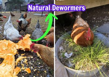 6 Natural Dewormers to Keep Your Chickens Healthy