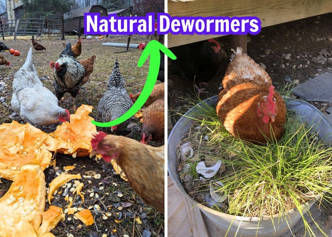 6 Natural Dewormers to Keep Your Chickens Healthy