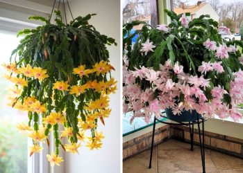 3 Christmas Cactus Types and Their Exotic Colors to Transform Your Home