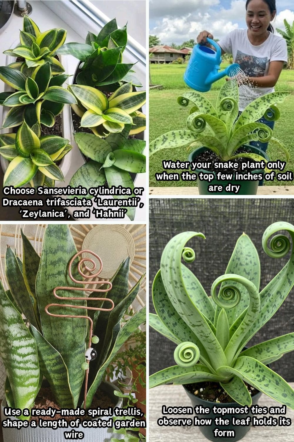 Here's the Best Way to Grow a Snake Plant in a Spiral or Circular Shape