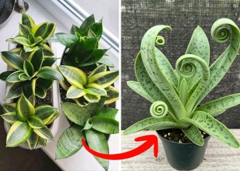 Here’s the Best Way to Grow a Snake Plant in a Spiral or Circular Shape