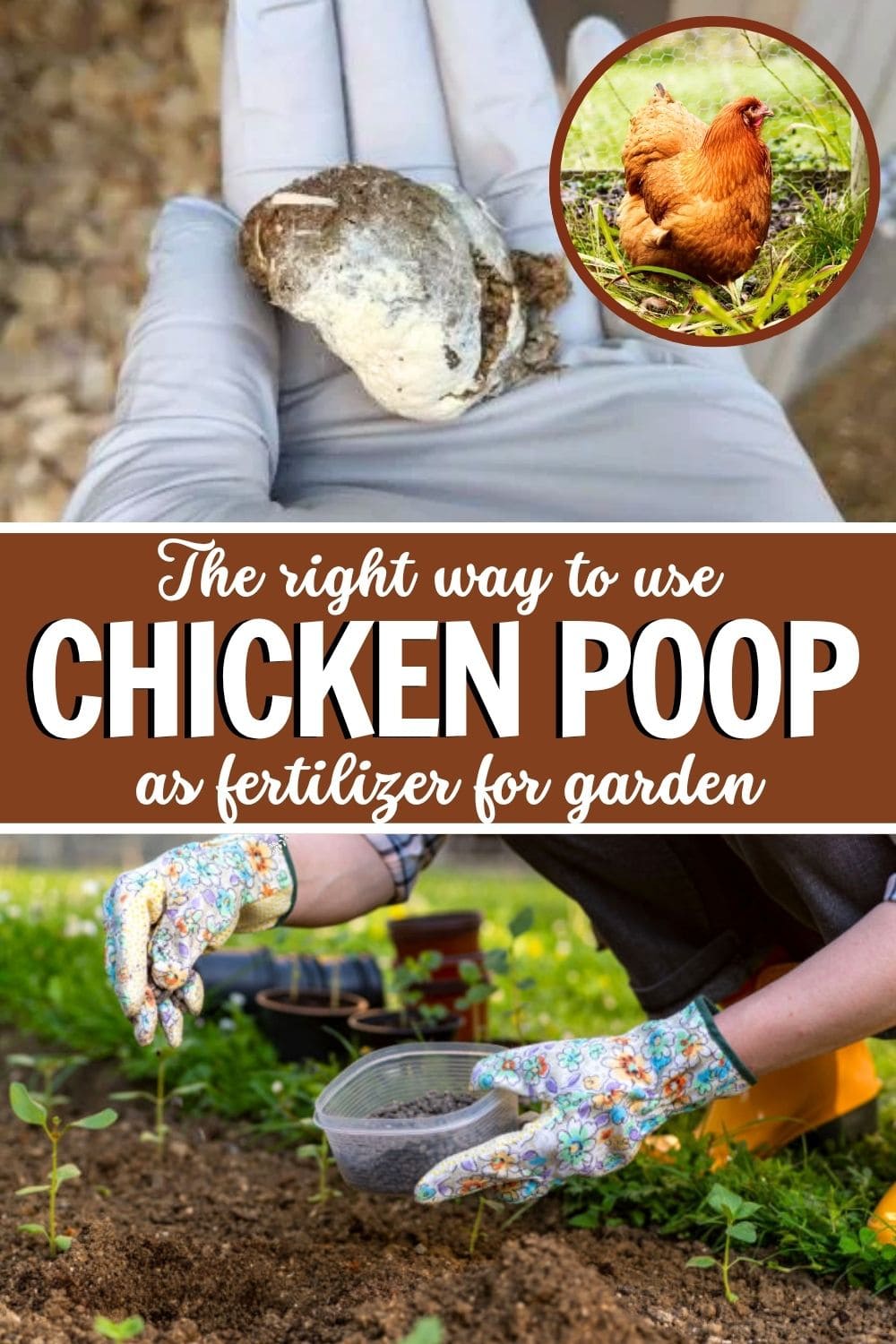 Many Gardeners Don't Know to Use Chicken Poop as Fertilizer. Here're The Right Way