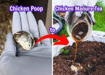 Many Gardeners Don’t Know to Use Chicken Poop as Fertilizer. Here’re The Right Way