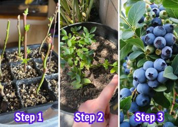 How to Propagate Blueberries Successfully for Berry Lovers