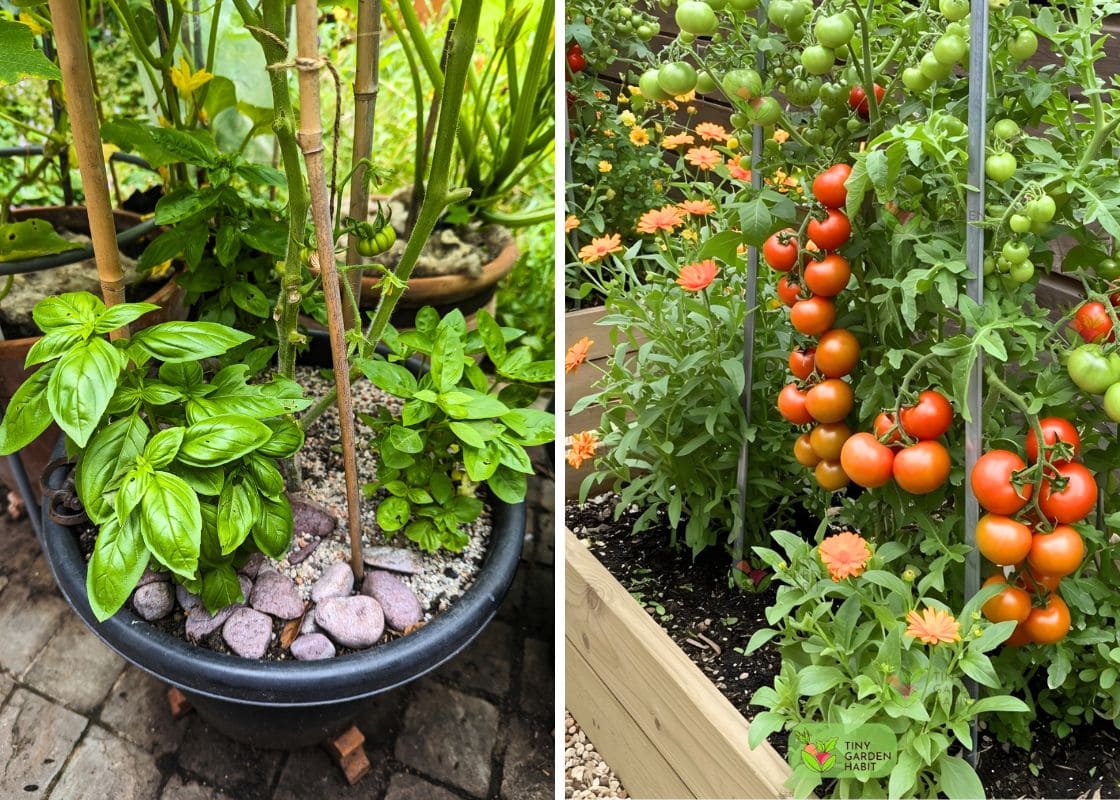 10 Best Plants to Grow Under Tomatoes