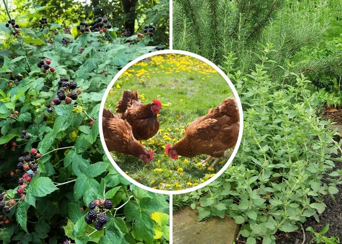 10 Perennial Plants for Chickens So You Can Feed Them for Free, Forever