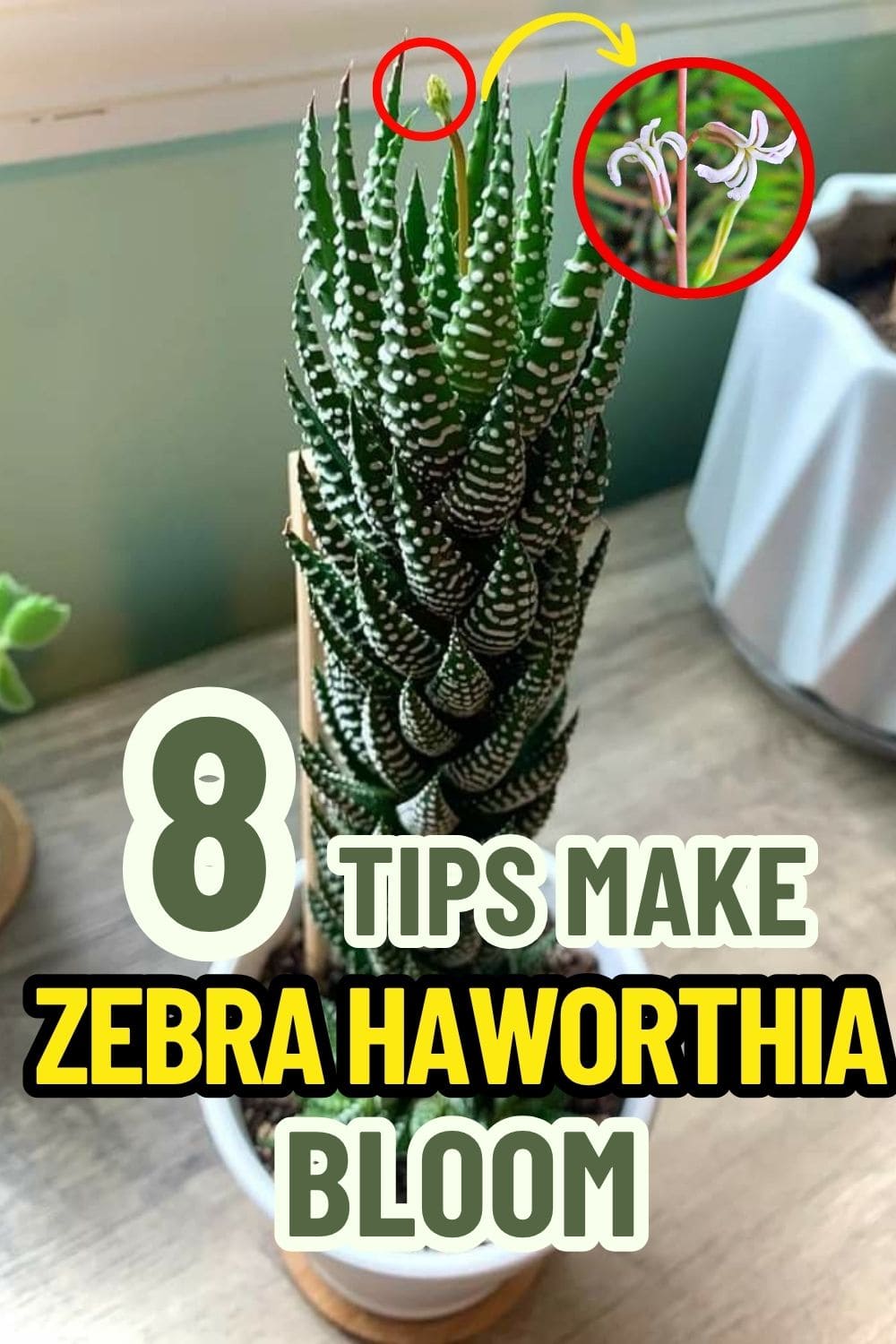 Here're 8 Useful Tips to Make Your Zebra Haworthia Bloom
