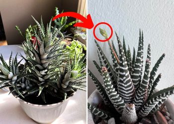 Here’re 8 Useful Tips to Make Your Zebra Haworthia Bloom
