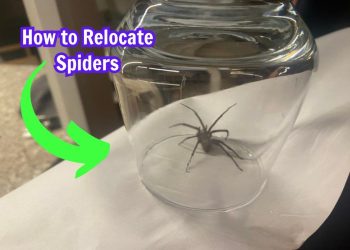 Spiders Are Not Dangerous. Here’re Ways to Relocate Them Without Causing Harm