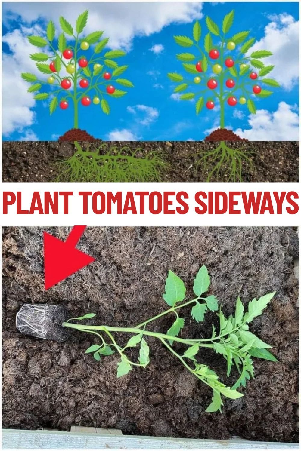 Trick to Plant Tomatoes Sideways for the Biggest Harvest