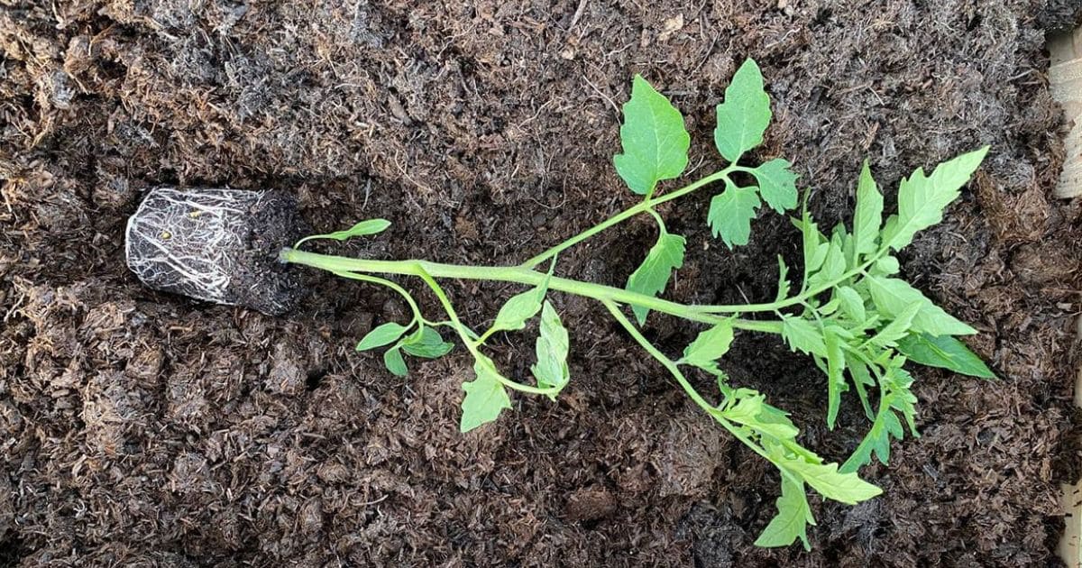 Trick to Plant Tomatoes Sideways for the Biggest Harvest