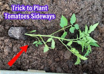 Trick to Plant Tomatoes Sideways for the Biggest Harvest