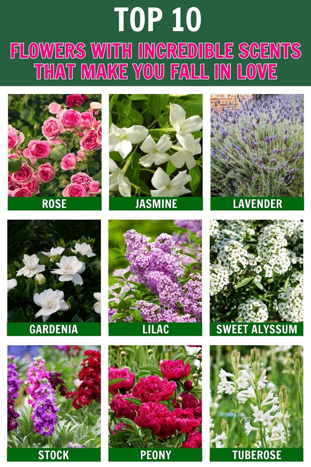 10 Flowers with Incredible Scents That Will Make You Fall in Love with Your Garden