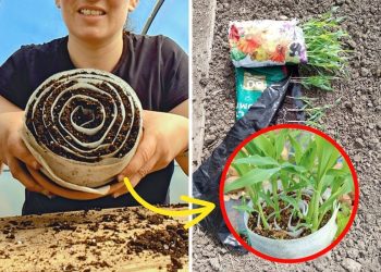 How the Seed Snail Trend Is Revolutionizing Home Gardening