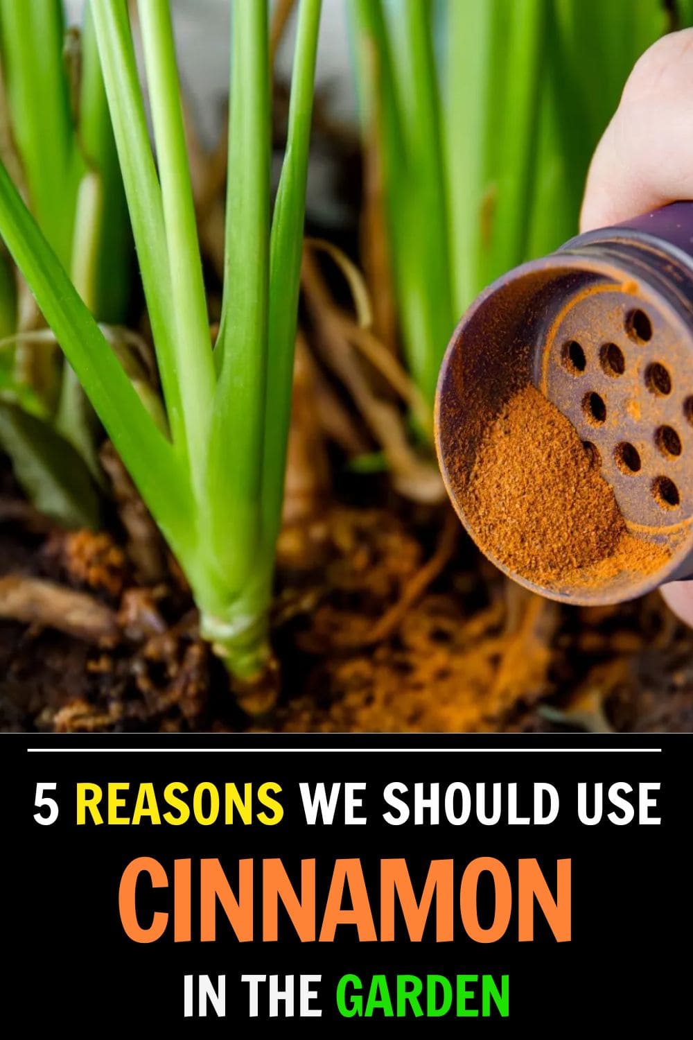 Here're 5 Reasons We Should Use Cinnamon in the Garden