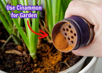 Here’re 5 Reasons We Should Use Cinnamon in the Garden