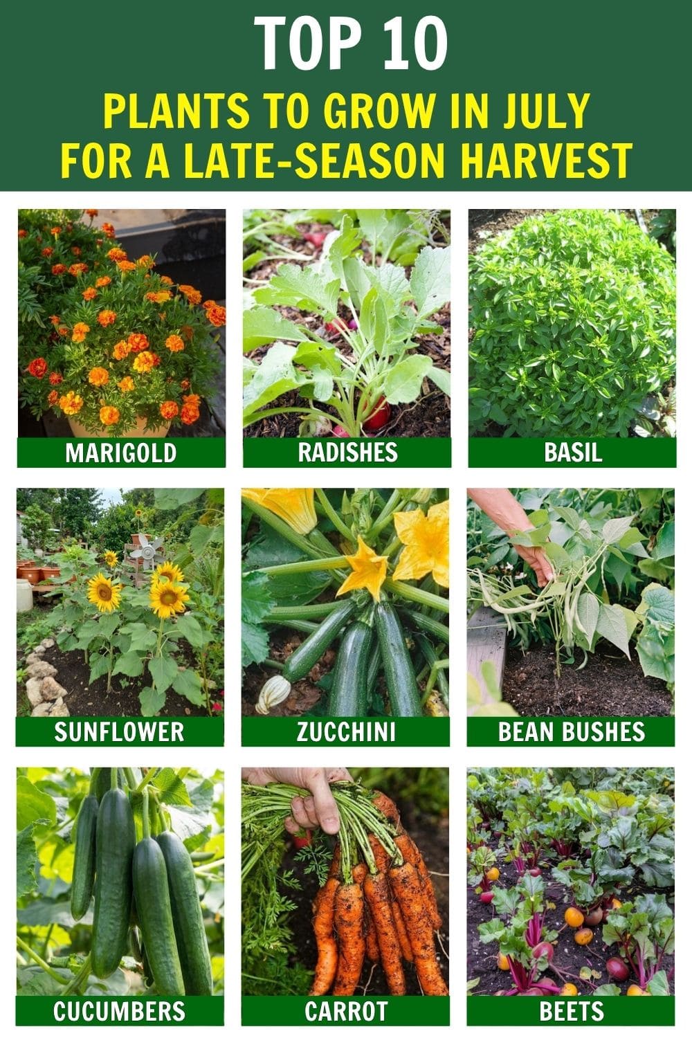 10 Best Plants to Grow in July for a Late-Season Harvest
