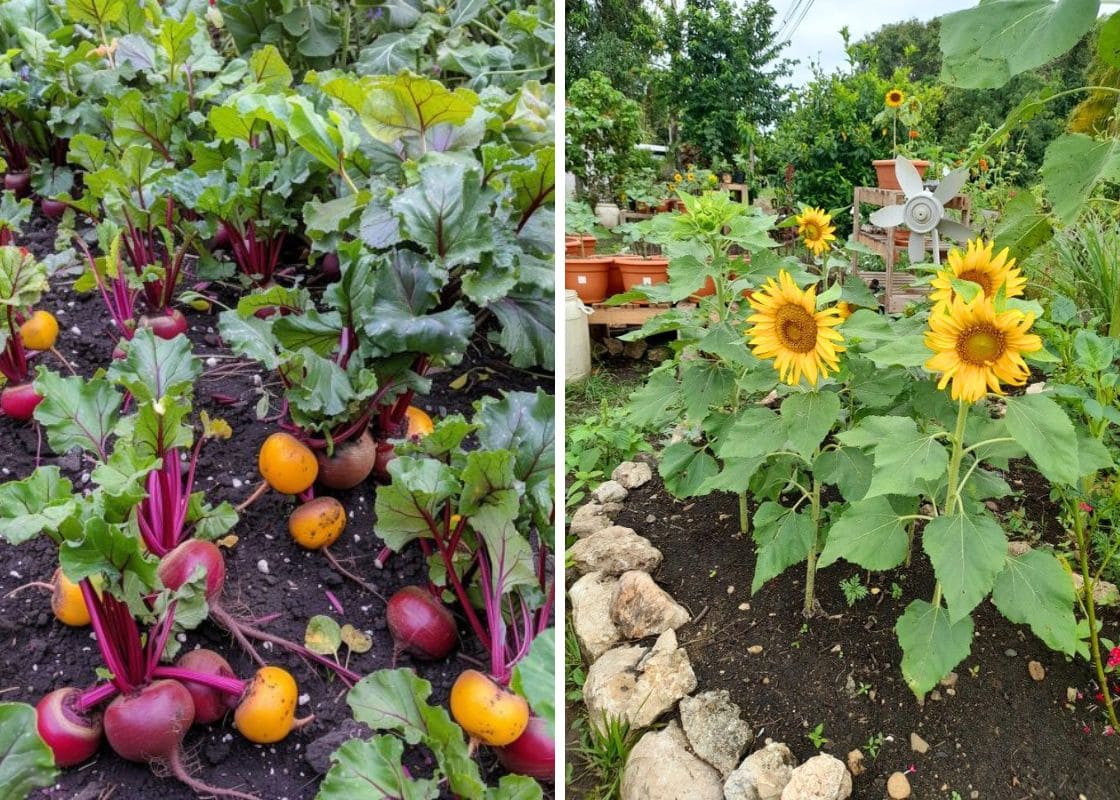 10 Best Plants to Grow in July for a Late-Season Harvest
