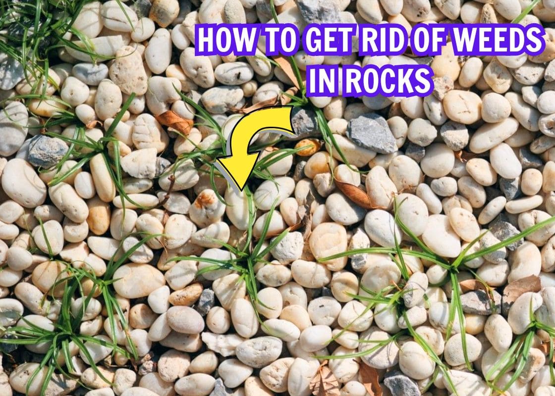 How to Get Rid of Weeds in Rocks Simply And Effectively