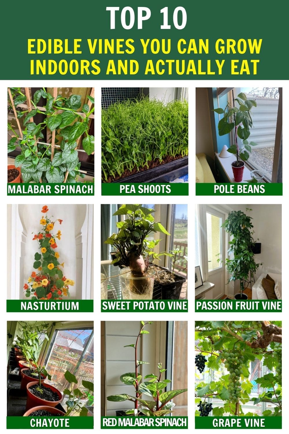 10 Edible Vines You Can Grow Indoors And Actually Eat