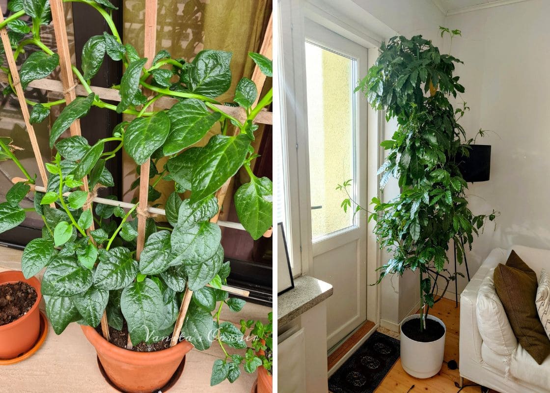 10 Edible Vines You Can Grow Indoors And Actually Eat