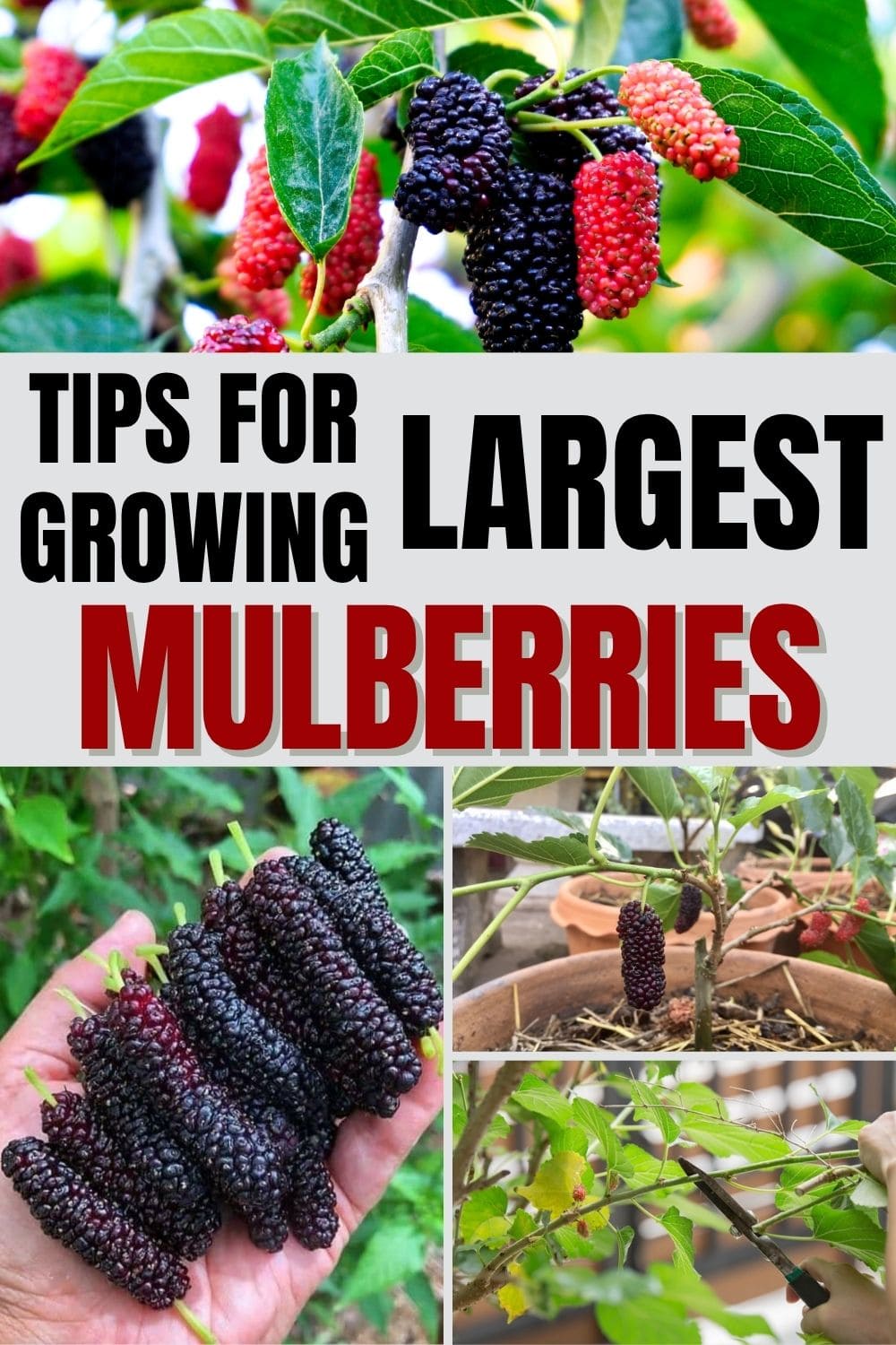 Here're 10 Tips to Grow Mulberries for the Sweetest, Largest Berries