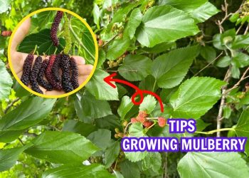 Here’re 10 Tips to Grow Mulberries for the Sweetest, Largest Berries
