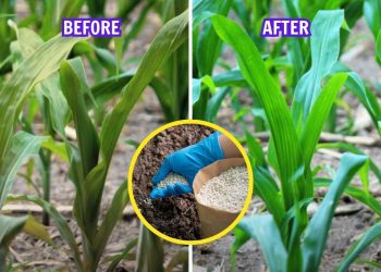 The Complete Guide to Nitrogen Fertilizer: Types, Uses, and Smart Tips for Gardeners