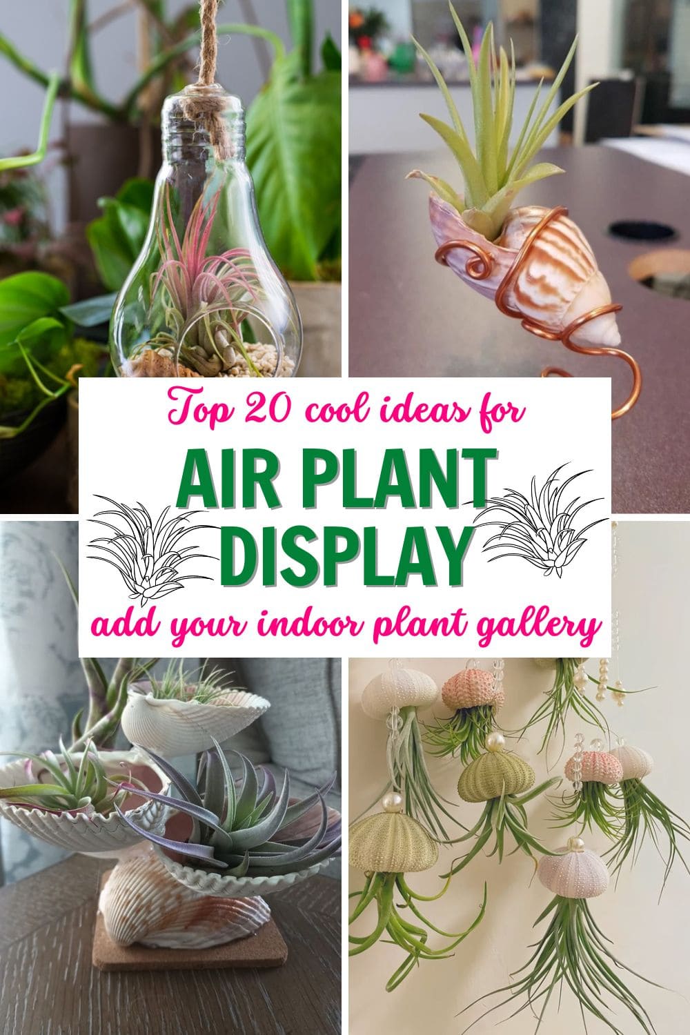 20 Air Plant Display Ideas That Are Way Cooler Than You’d Expect