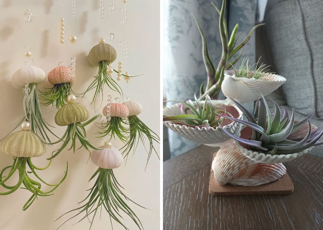 20 Air Plant Display Ideas That Are Way Cooler Than You’d Expect
