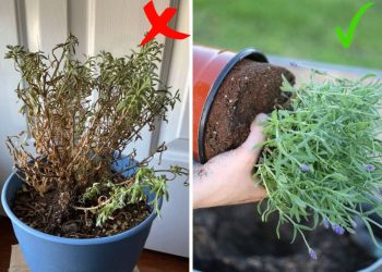 How to Save a Dying Lavender Plant And Help It Thrive Again