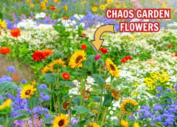 10 Chaos Garden Flowers That Bloom All Summer and Fill Your Yard With Wild Beauty