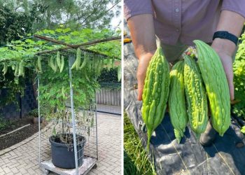 Here’s The Secret to Growing Bitter Melon in Pots for the Biggest Harvests