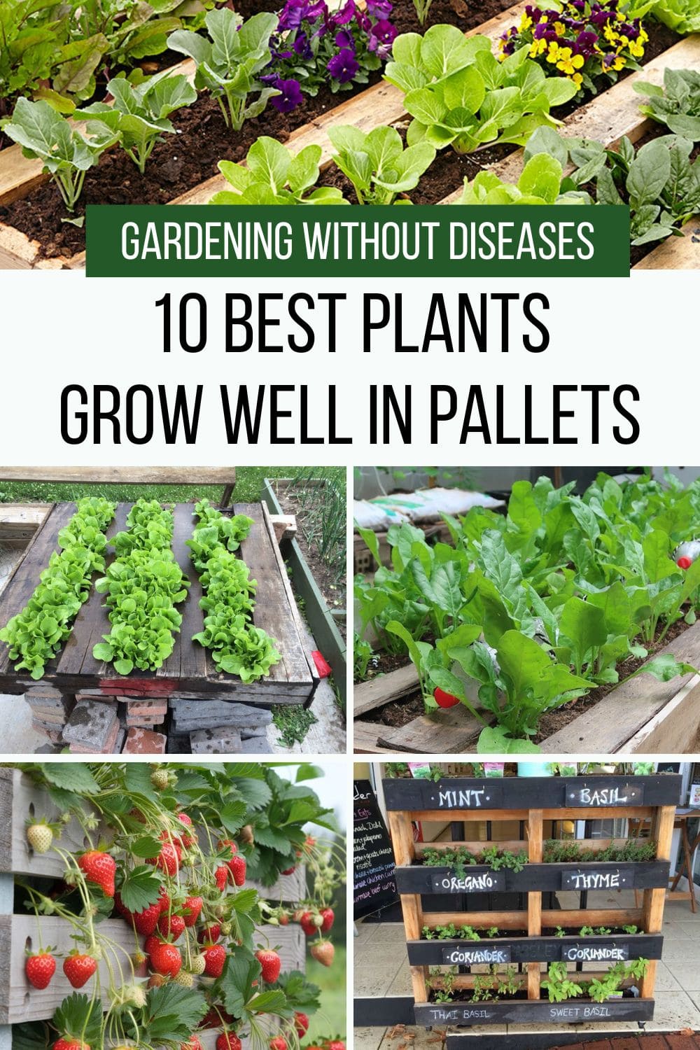 10 Best Plants You Can Grow in Pallets And How to Care Them