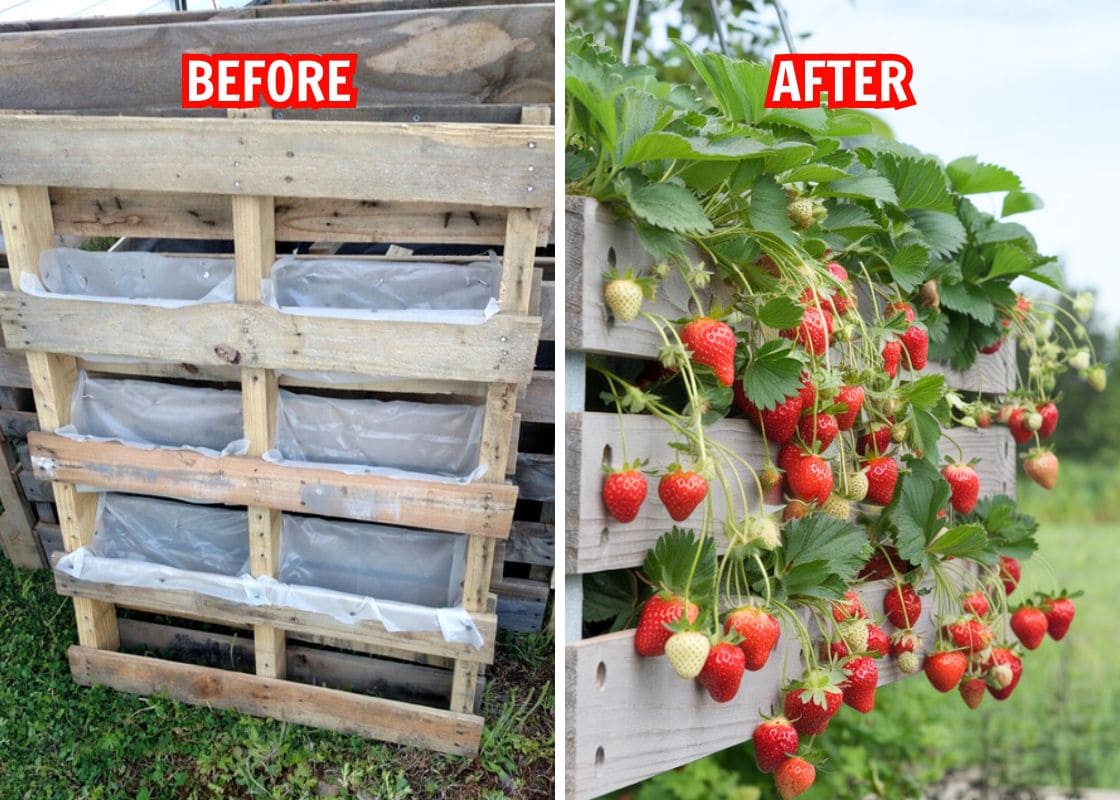 10 Best Plants You Can Grow in Pallets And How to Care Them
