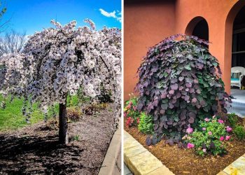 10 Gorgeous Dwarf Weeping Trees to Add Elegance to Small Spaces
