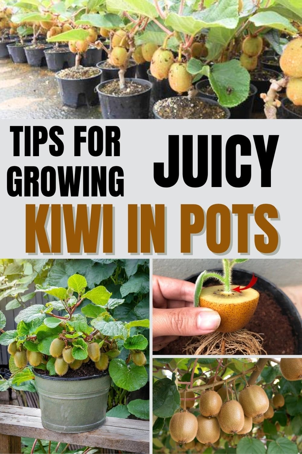 9 Tactics to Grow Kiwi in Pots from Expert Gardeners for Lush Vines and Juicy Harvests