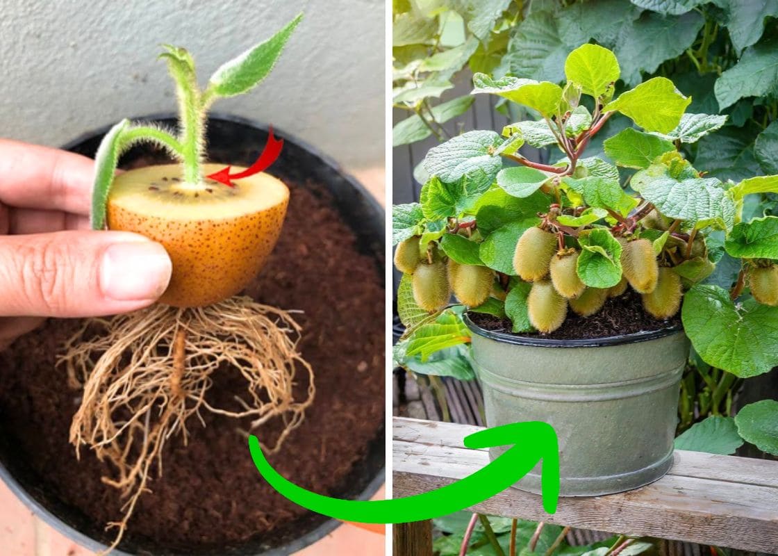 9 Tactics to Grow Kiwi in Pots from Expert Gardeners for Lush Vines and Juicy Harvests