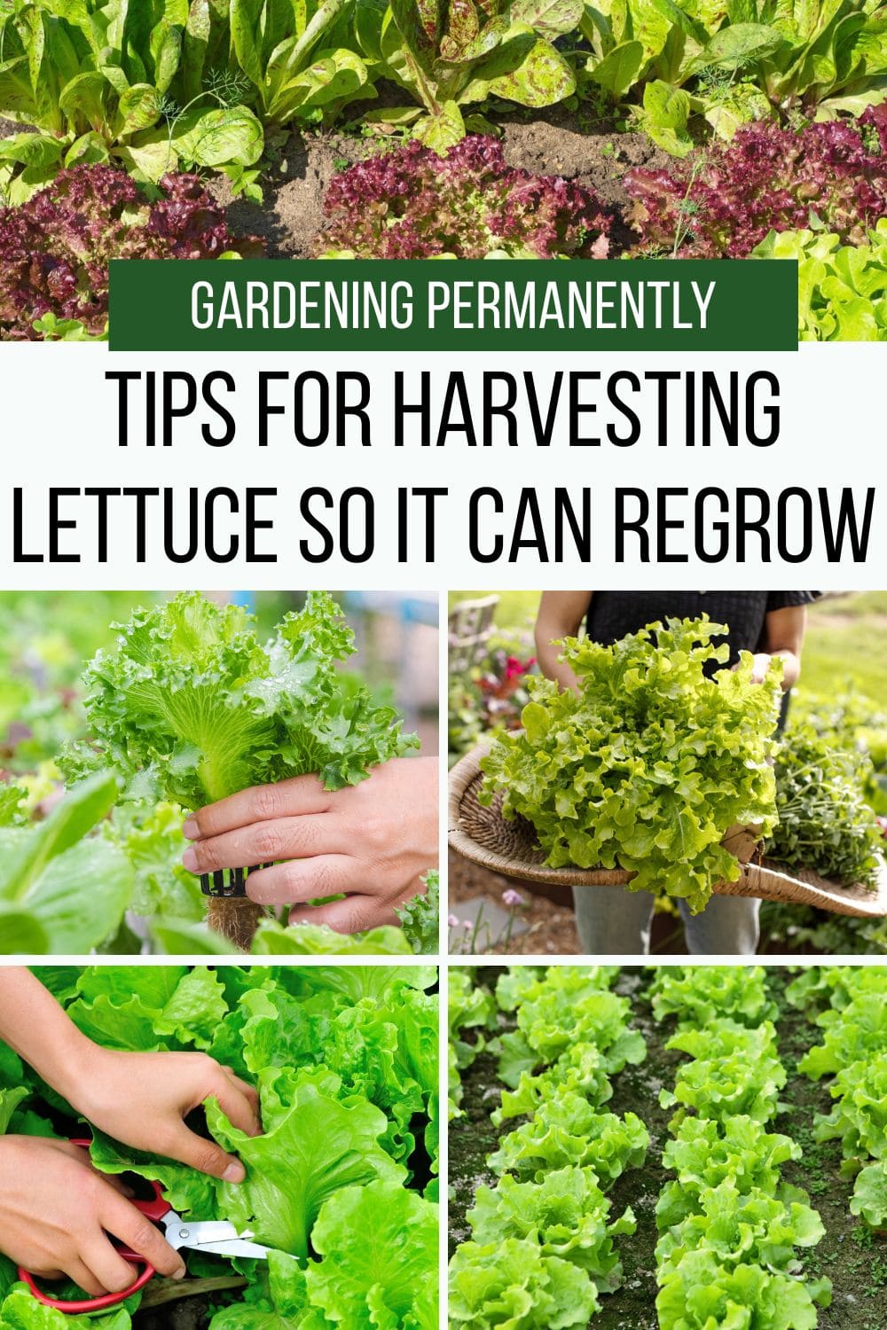 Tips for Harvesting Lettuce So That It Can Keep Growing
