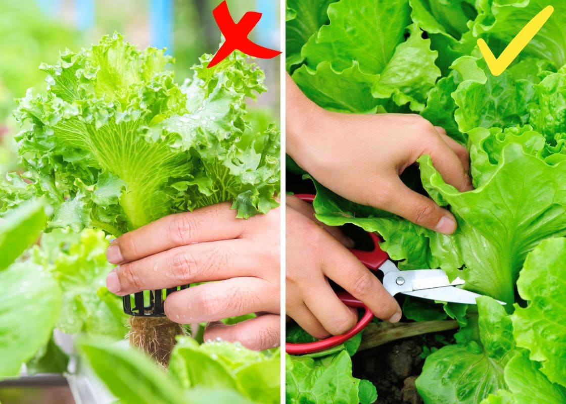 Tips for Harvesting Lettuce So That It Can Keep Growing