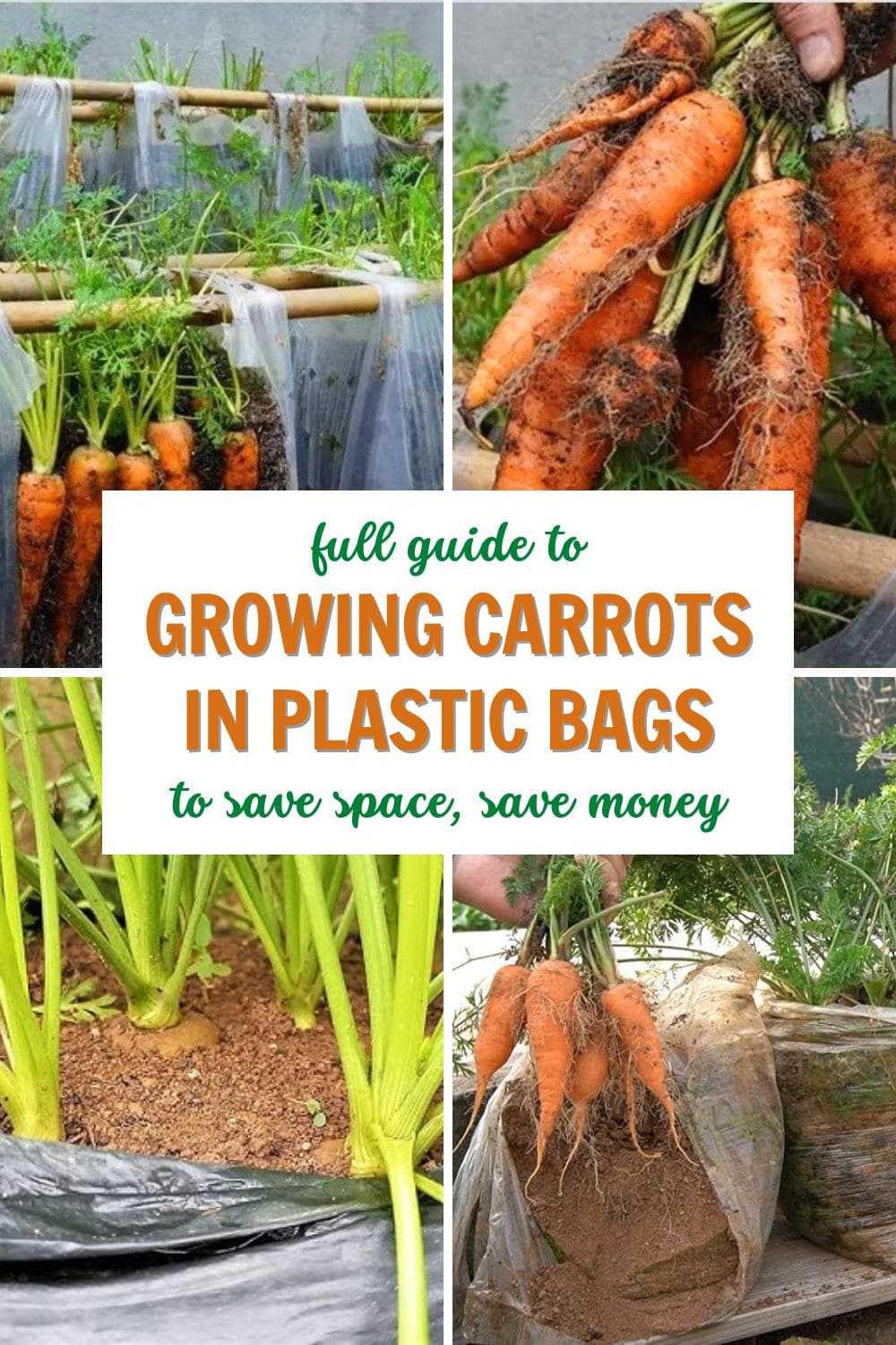 Full Guide to Growing Carrots in Plastic Bags to Save Space, Save Money